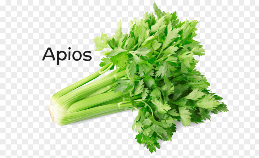 Vegetable Celery Stock Photography Health PNG