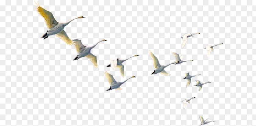 Bird Qeshm Island Qeshm, Hormozgan Cygnini Goose PNG