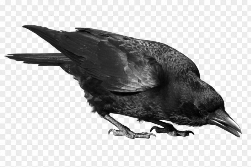 Crow PNG clipart PNG