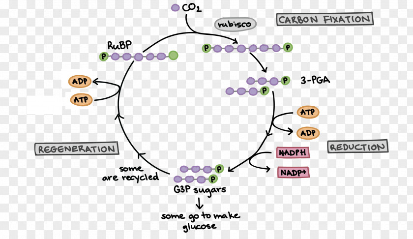 Photosynthesis Calvin Cycle Light-independent Reactions Cellular Respiration Biology PNG