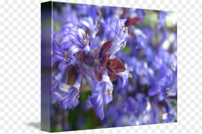 Bee English Lavender Honey Hyacinth PNG