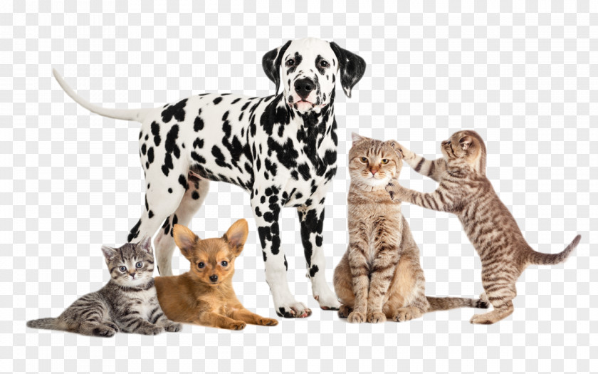 Dogs And Cats Garden City Park Animal Hospital Pet Stock Photography Royalty-free PNG