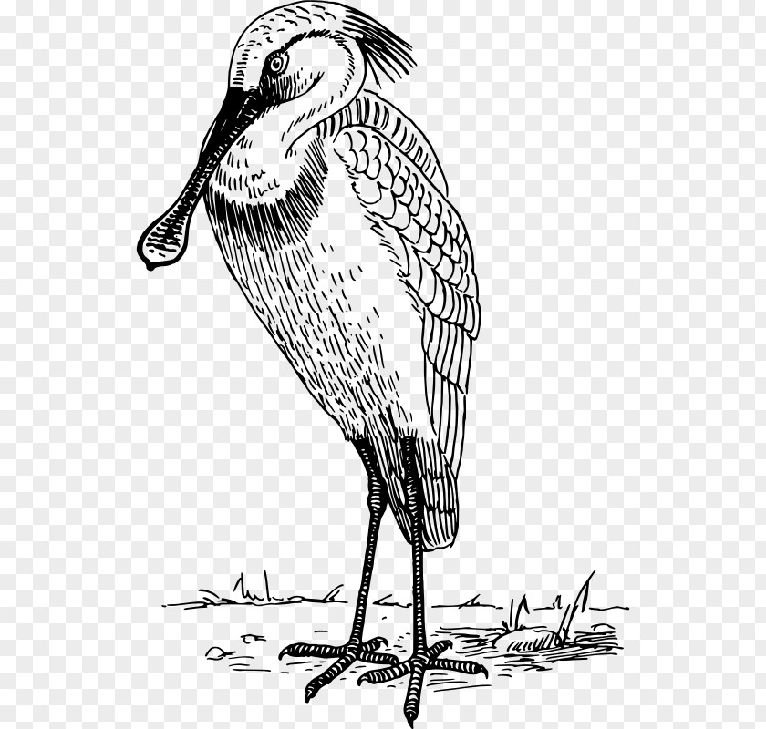 Drawing Spoonbill Poster Line Art Clip PNG