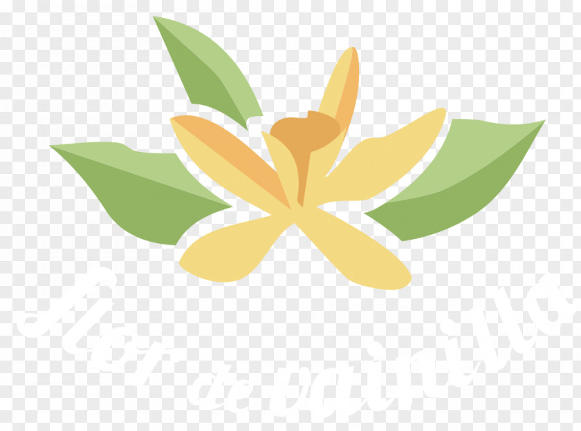 Flor Flower Leaf Petal Desktop Wallpaper PNG