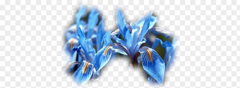 Flower Iris Missouriensis Data Set Pallida Versicolor PNG