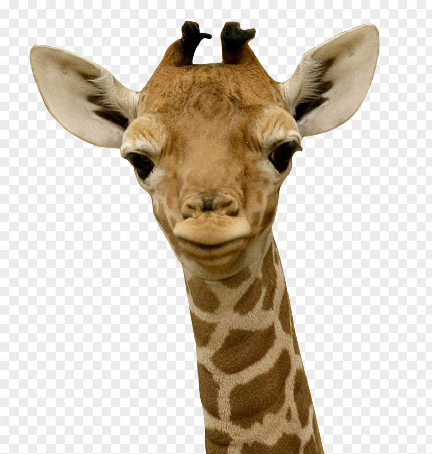 Giraffe Baby Giraffes Infant Child Sleep PNG