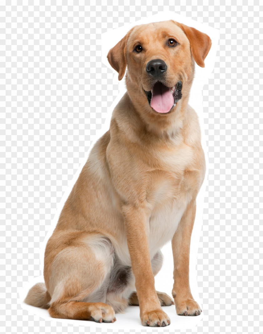 LAB The Labrador Retriever Golden Newfoundland Dog Puppy PNG