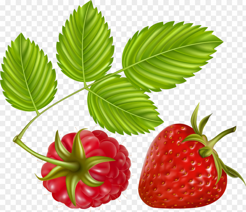 Raspberry Clip Art PNG