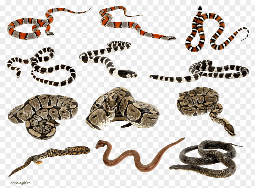 Snakes Clipart Images Snake Clip Art PNG