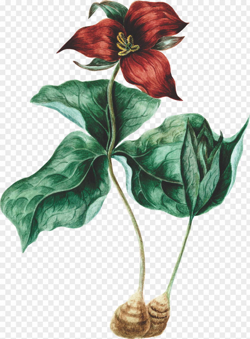 Trillium Anthurium Leaf Illustration PNG