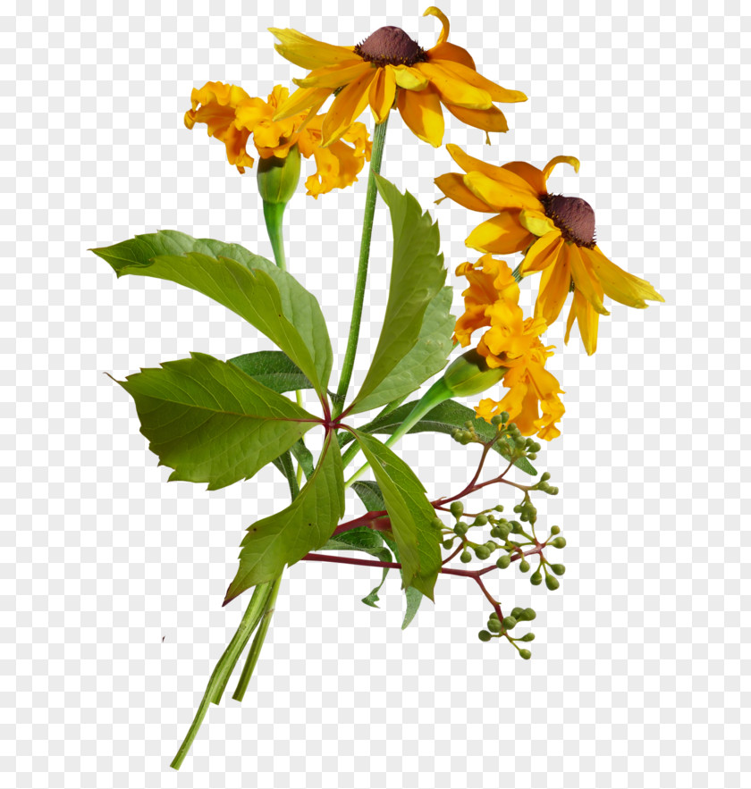 Baby Breath Plant Flora Wildflower Clip Art Plants Stem Leaf PNG
