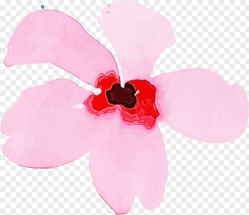 Cut Flowers Petal Herbaceous Plant Flower Pink M PNG