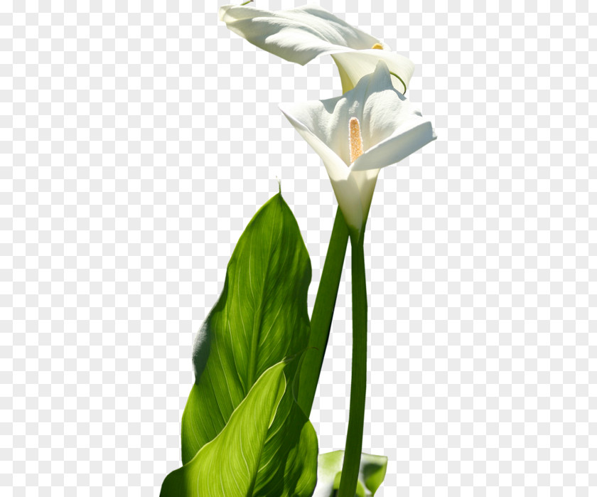 Flower Cut Flowers Floral Design Arum-lily Petal PNG
