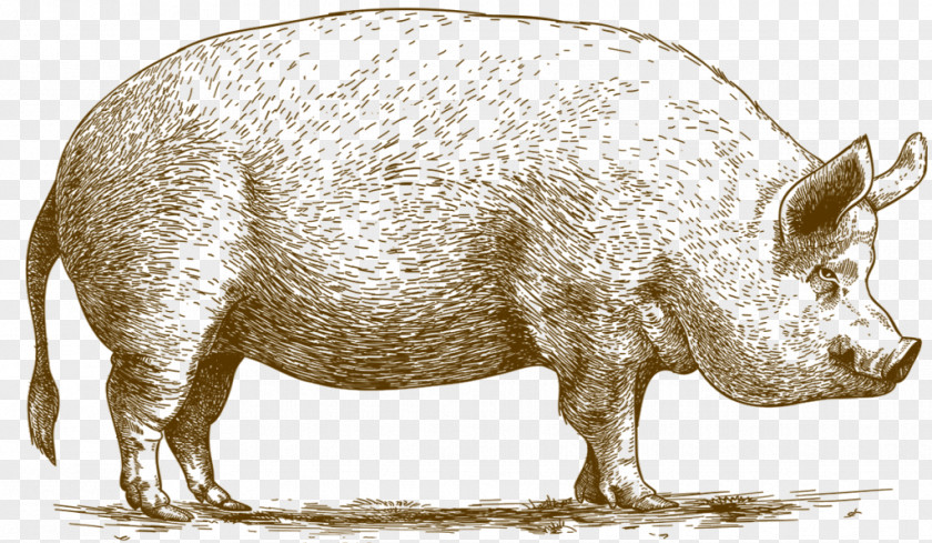 Ham Sausage Domestic Pig The Astronomer's Breed Meat PNG