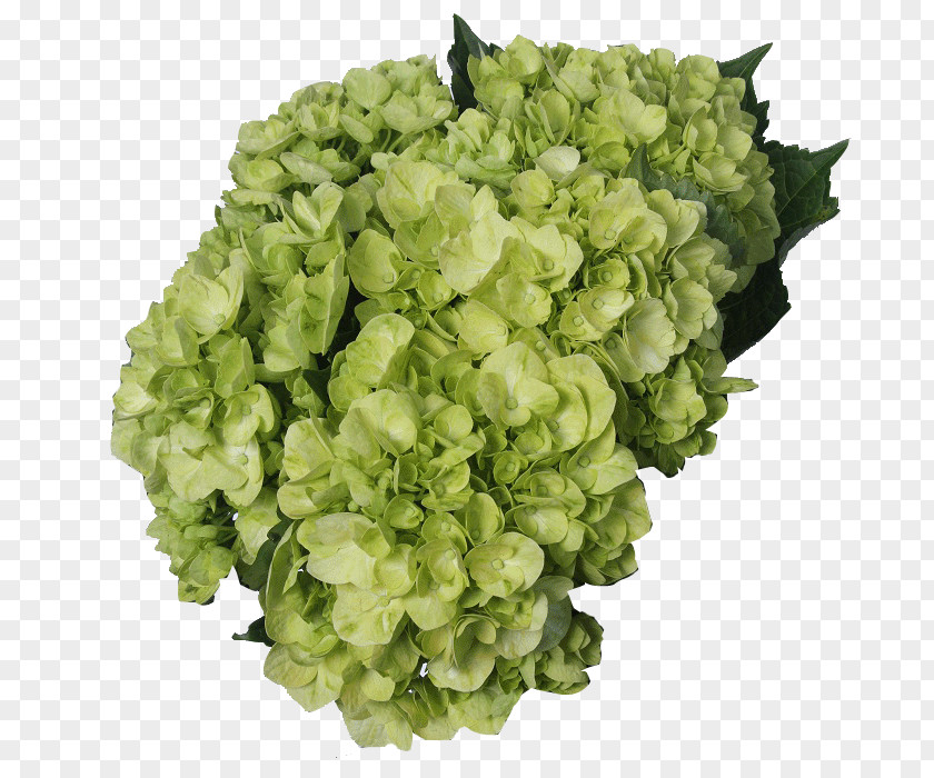 Hydrangea Green Cut Flowers White Lemon PNG