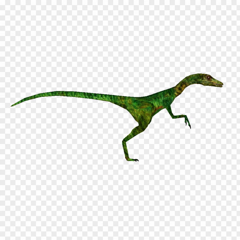 Jurassic Park Procompsognathus The Lost World Velociraptor Dinosaur PNG