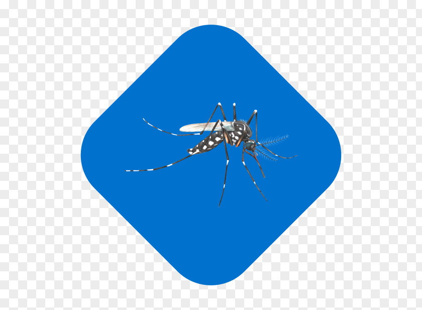 Mosquito Insect Line Microsoft Azure PNG