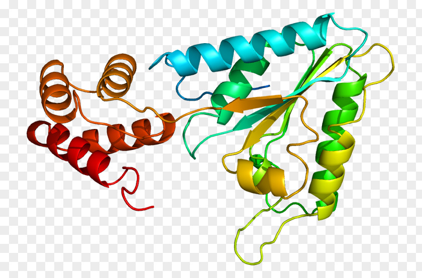N-ethylmaleimide Sensitive Fusion Protein SNARE PNG