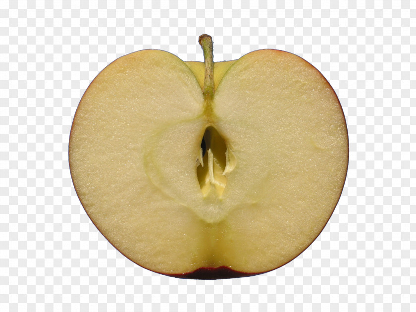 Apple Half Cut Download Icon PNG