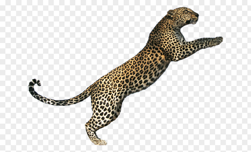 Leopard Tiger Lion Jaguar Cheetah Cat PNG