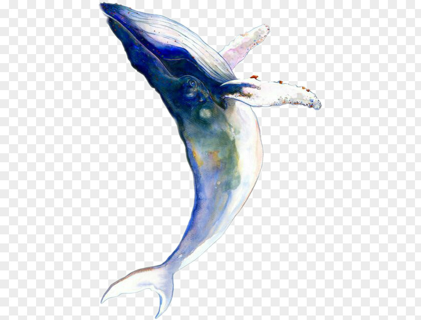 Painting Watercolor Humpback Whale Drawing Cetaceans Tattoo PNG
