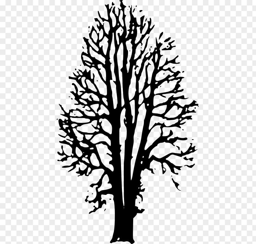 Beech Tree Twig The Country Beyond Forests Ophelia: Afterworld Book One Drawing Clip Art PNG