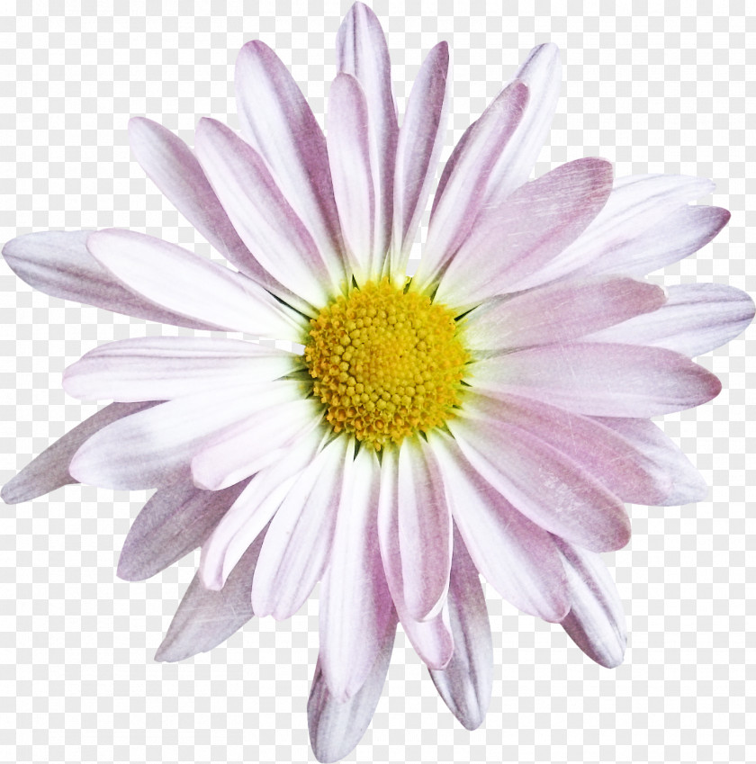 Chrysanthemum Common Daisy Oxeye Argyranthemum Frutescens Cut Flowers PNG
