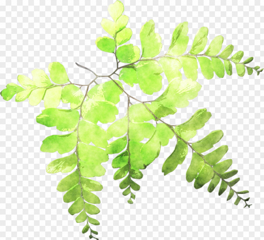 Crape Myrtle Fern Leaf Plant Stem Watercolor Painting PNG