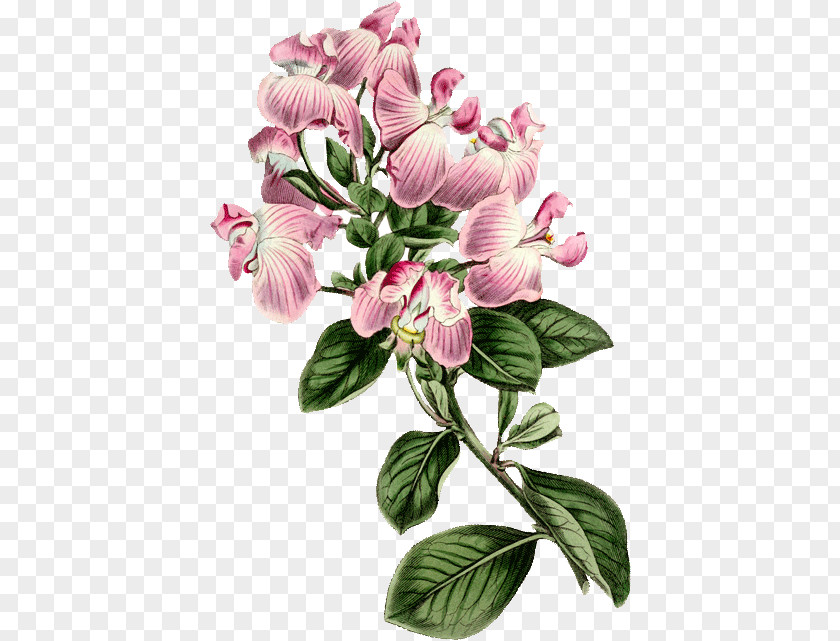 Illustration Flowers Cut Art Botanical PNG