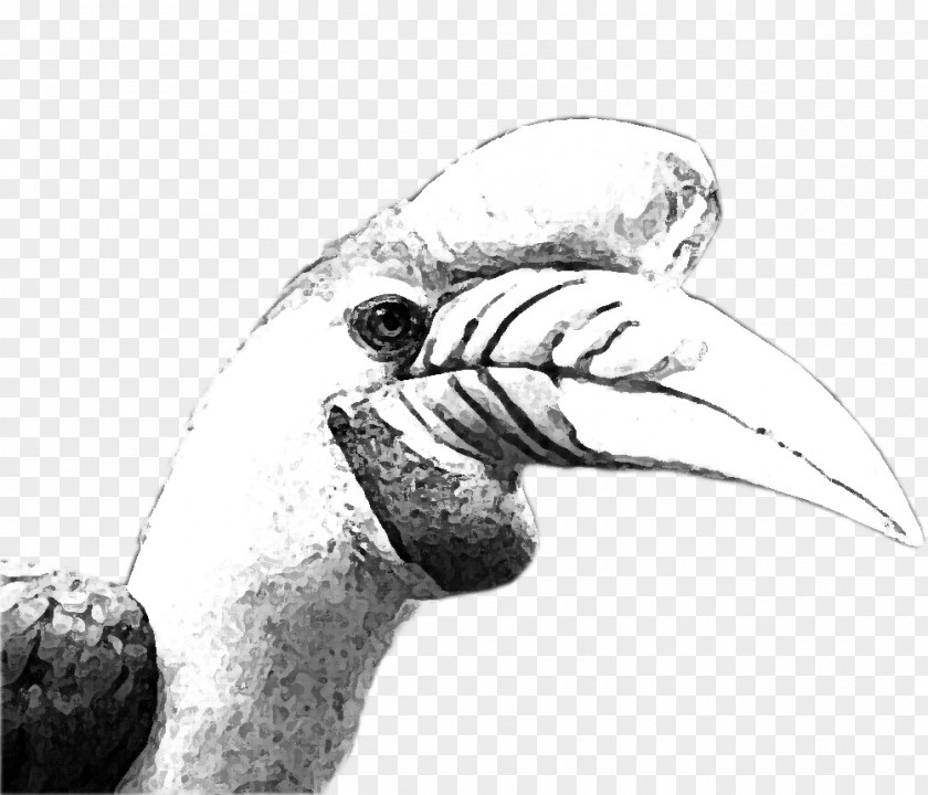 Bird Beak Flightless Wing Finger PNG