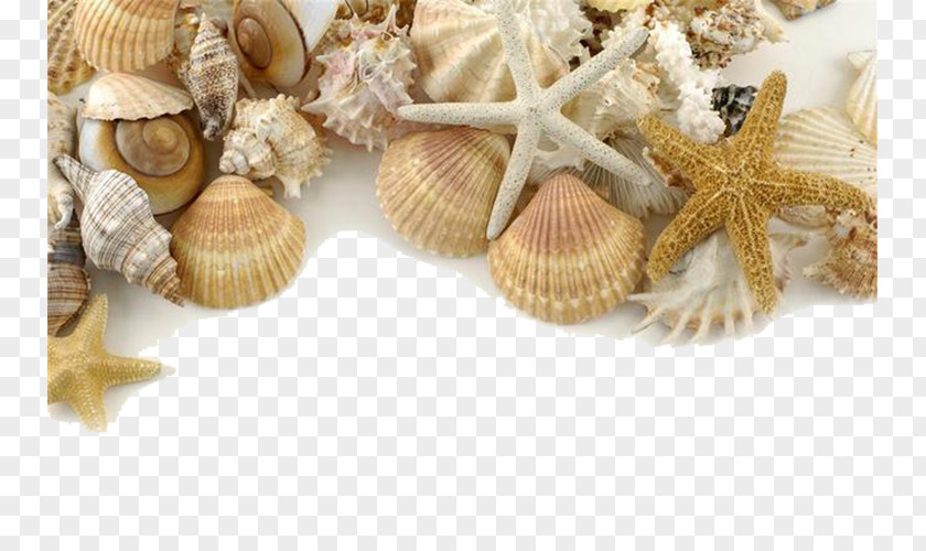 Decorative Seashells Seashell Pearl Shore Sand PNG