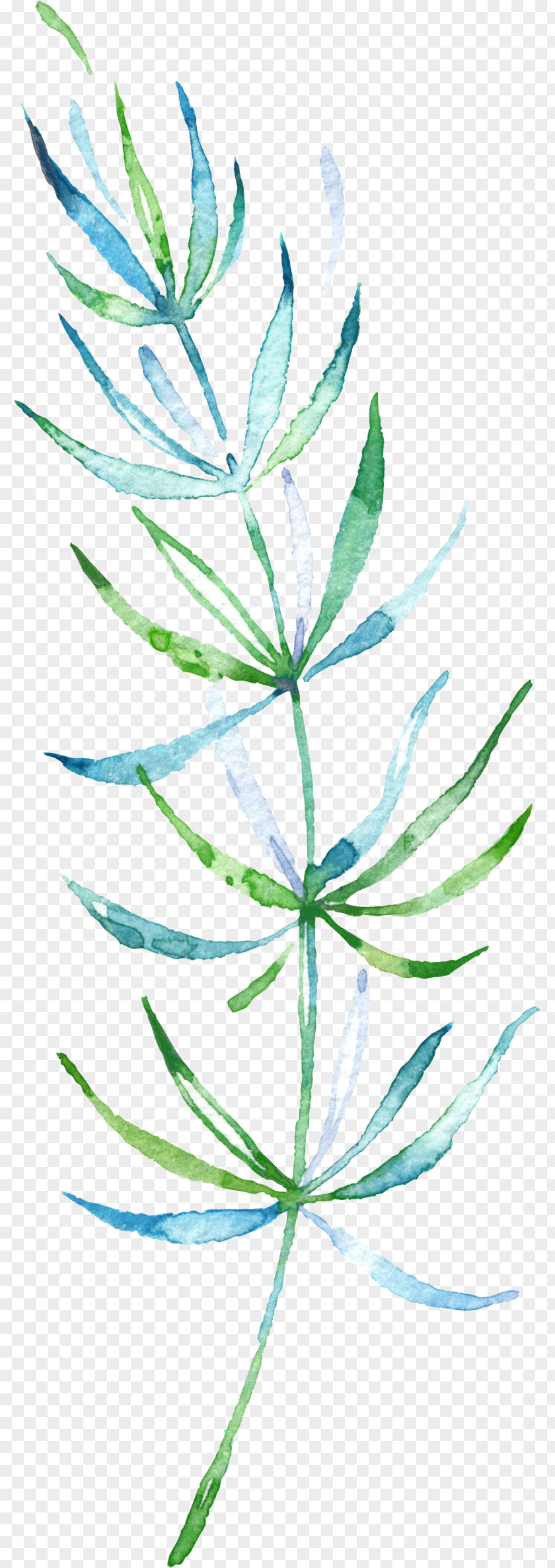 Drawing Plant Watercolor Painting Leaf Download PNG