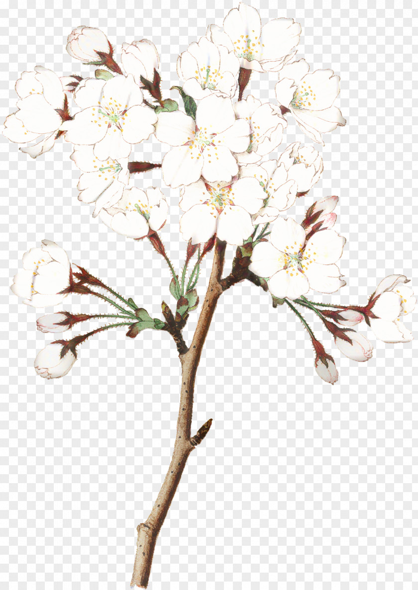 Geranium Magnolia Cherry Blossom Tree PNG