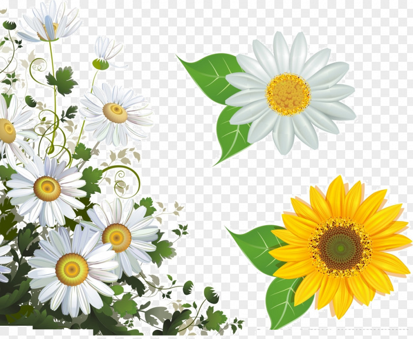 White Chrysanthemum Common Daisy Flower Picture Frame Stock Photography Clip Art PNG