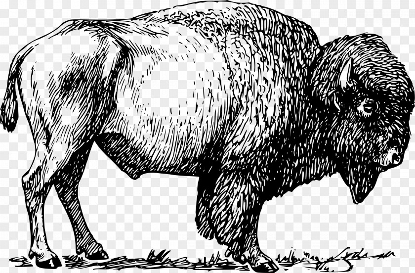 Bison American Clip Art PNG