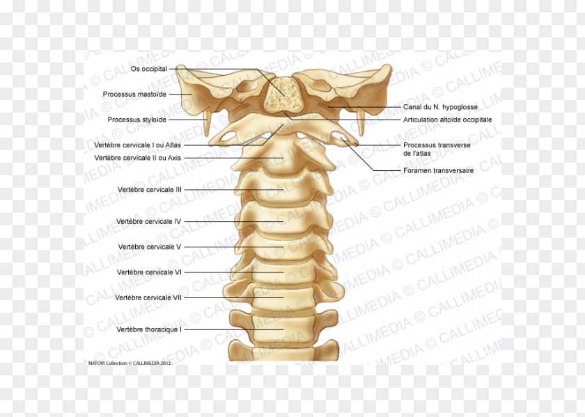 Cervical Vertebra Atlas Vertebrae Vertebral Column Anatomy Bone PNG