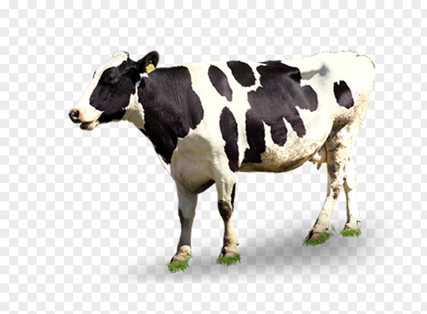 Creative Black And White Cows Dairy Cattle Automatic Milking PNG