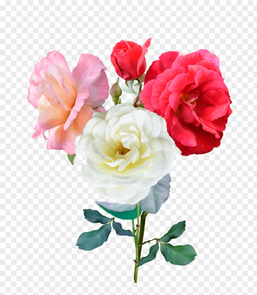 Multicolor Rose Stock Photography Illustration PNG