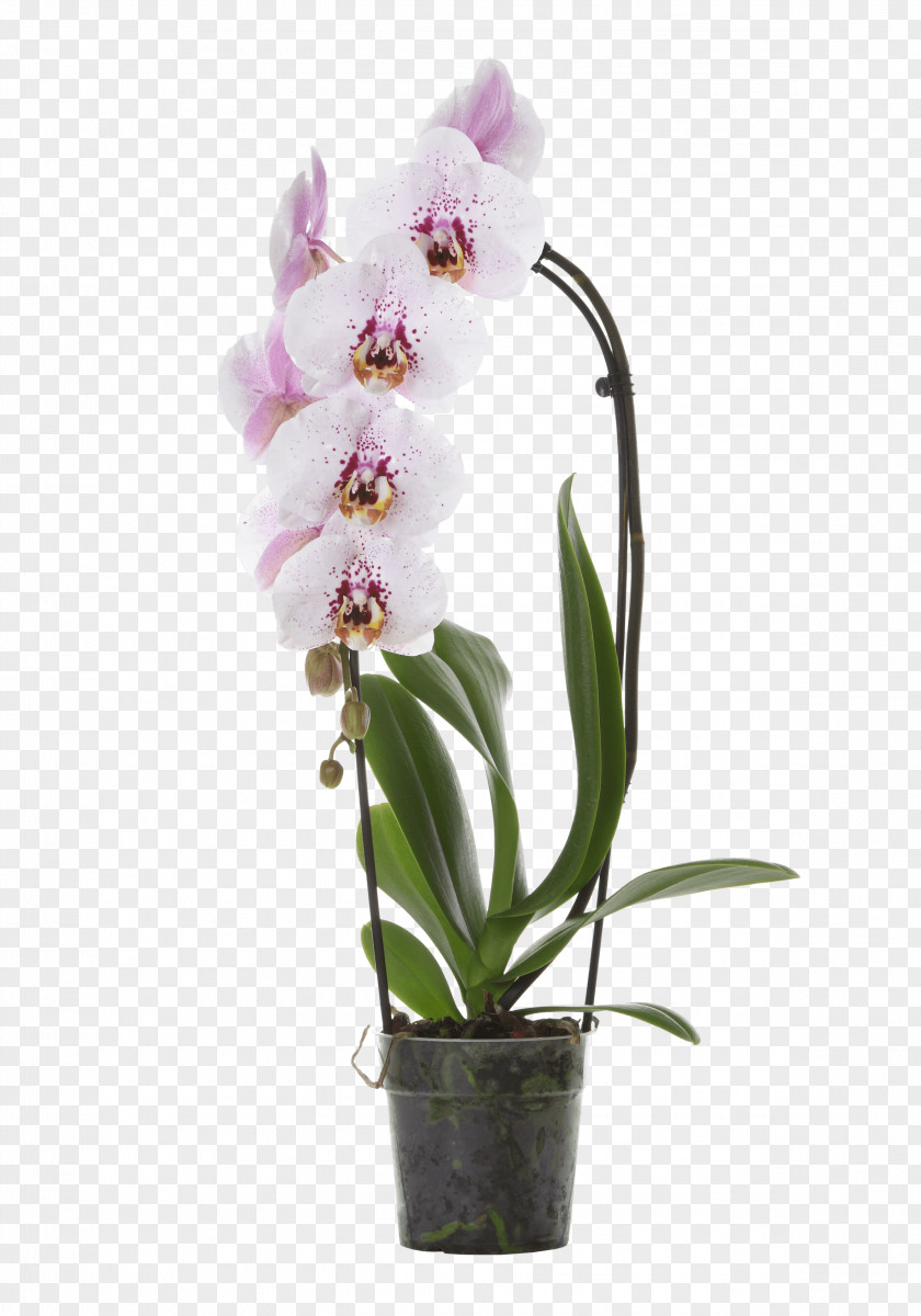 Orchid Crimson Cattleya Phalaenopsis Equestris Cut Flowers Orchids Dendrobium PNG