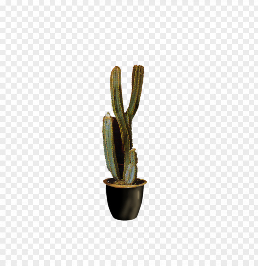 Potted Cactus Plant Cactaceae Euclidean Vector PNG