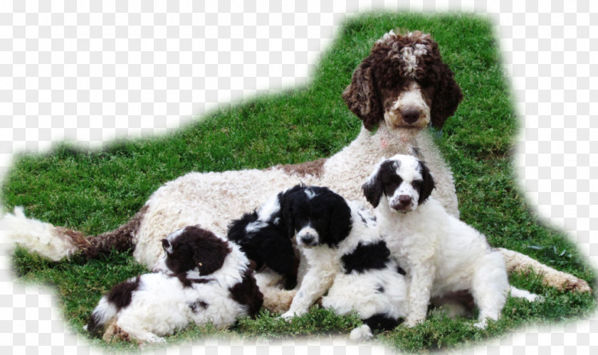 Puppy Standard Poodle Toy Miniature PNG