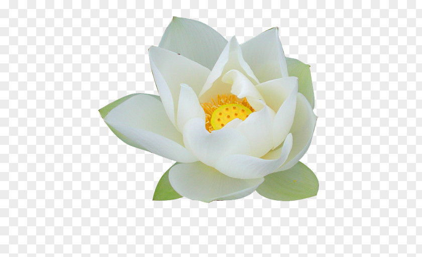 White Lotus Nelumbo Nucifera Pygmy Water-lily Flower Lilium PNG