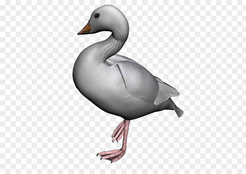 Goose American Pekin Duck Bird PNG