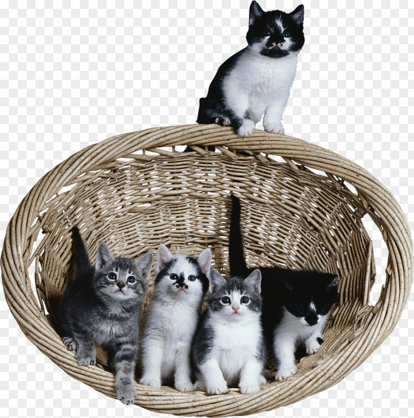 Kitten Feral Cat Clip Art PNG