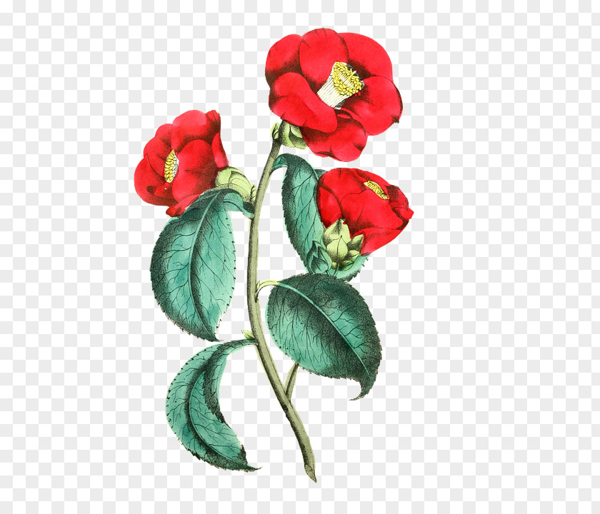 Red Rose Flower Floral Design Common Poppy Illustration PNG