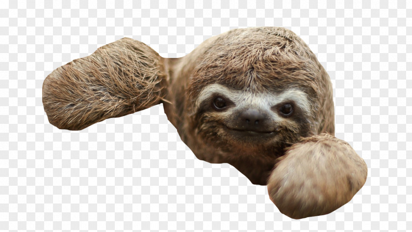 Three-toed Sloth Baby Sloths Desktop Wallpaper PNG