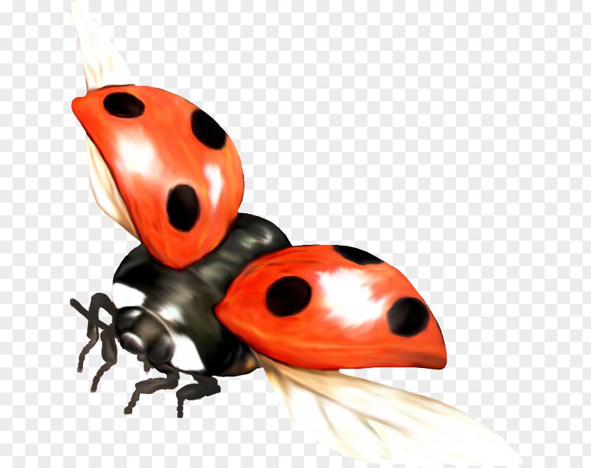 Beetle Ladybird La Mariquita PNG