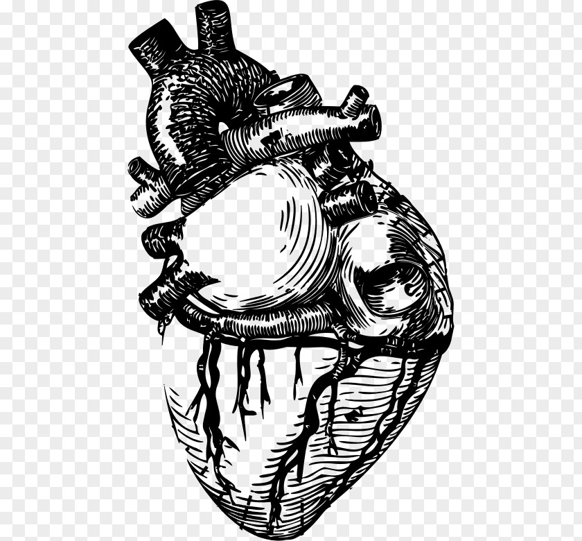 Heart Line Art Anatomy Clip PNG