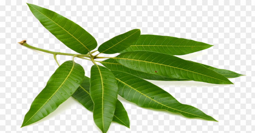 Mango Green Leaves Tea Leaf Puri Fruit PNG