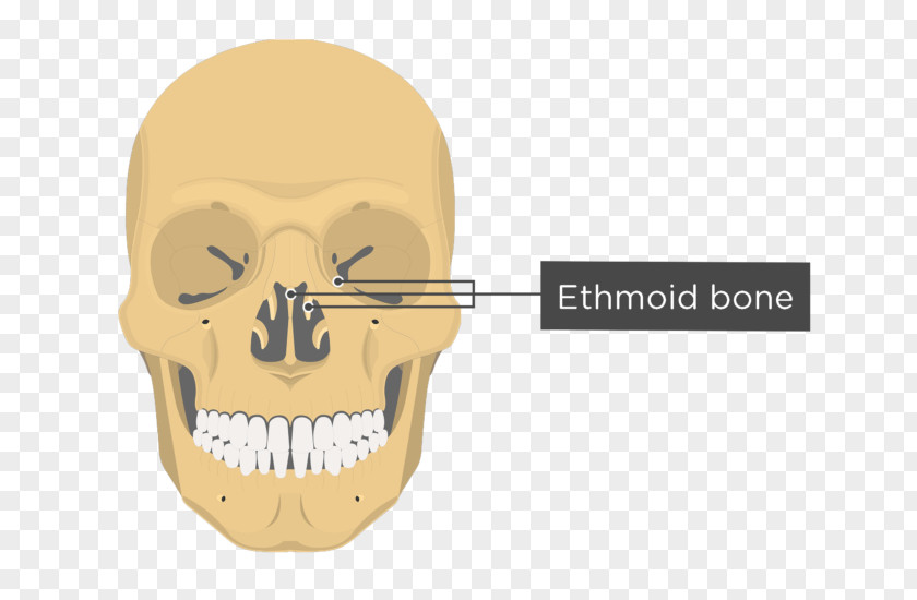 Skull And Bone Vomer Lacrimal Nasal Concha Anatomy PNG